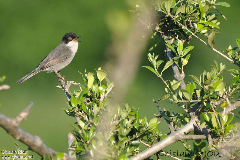 Sardinian Warbler male adult breeding, song