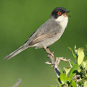 Sardinian Warbler