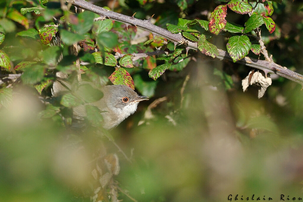 Sardinian Warbler female