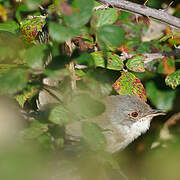 Sardinian Warbler