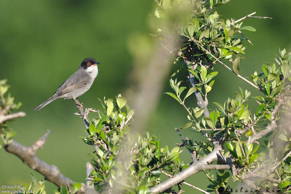 Sardinian Warbler male adult, habitat, pigmentation