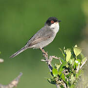 Sardinian Warbler