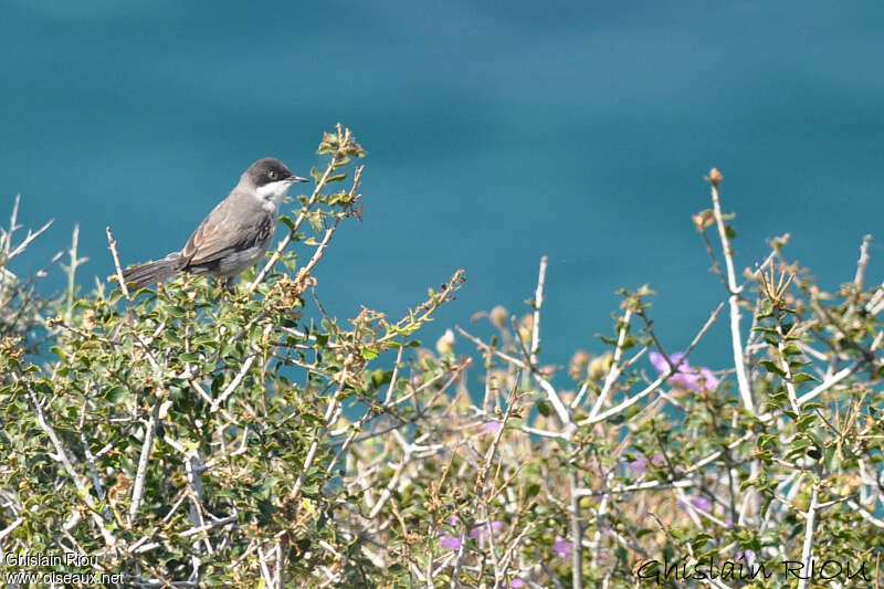 Fauvette orphéaneadulte, habitat, pigmentation