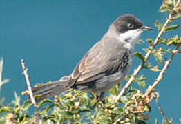 Eastern Orphean Warbler