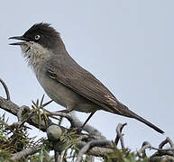 Western Orphean Warbler