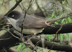 Western Orphean Warbler