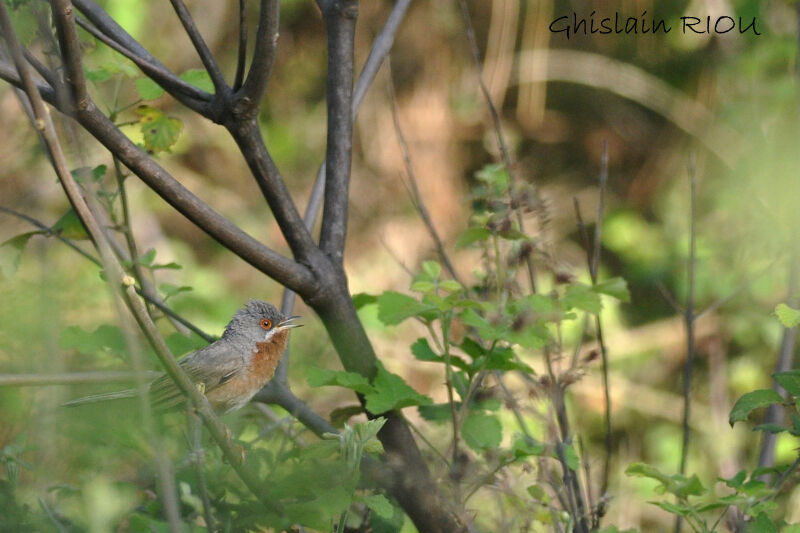 Subalpine Warbler