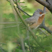 Western Subalpine Warbler