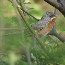 Fauvette passerinette