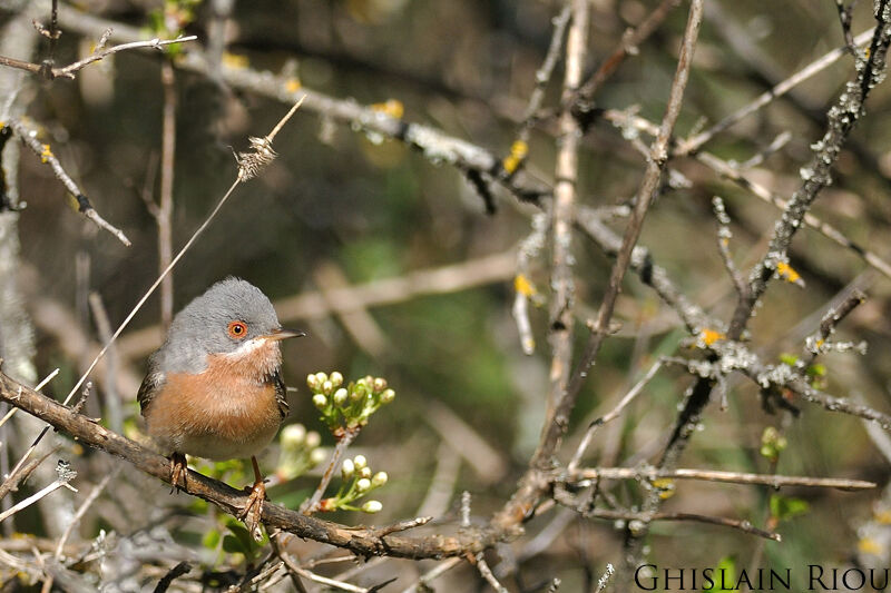 Western Subalpine Warbler