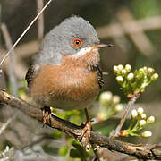 Subalpine Warbler