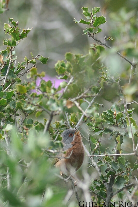 Western Subalpine Warbler male adult breeding