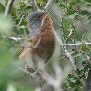 Western Subalpine Warbler