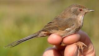 Dartford Warbler