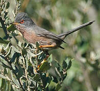 Dartford Warbler