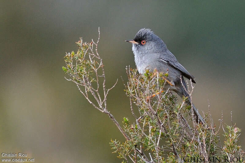 Marmora's Warbler male adult breeding, identification