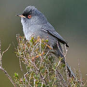 Marmora's Warbler