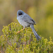 Marmora's Warbler