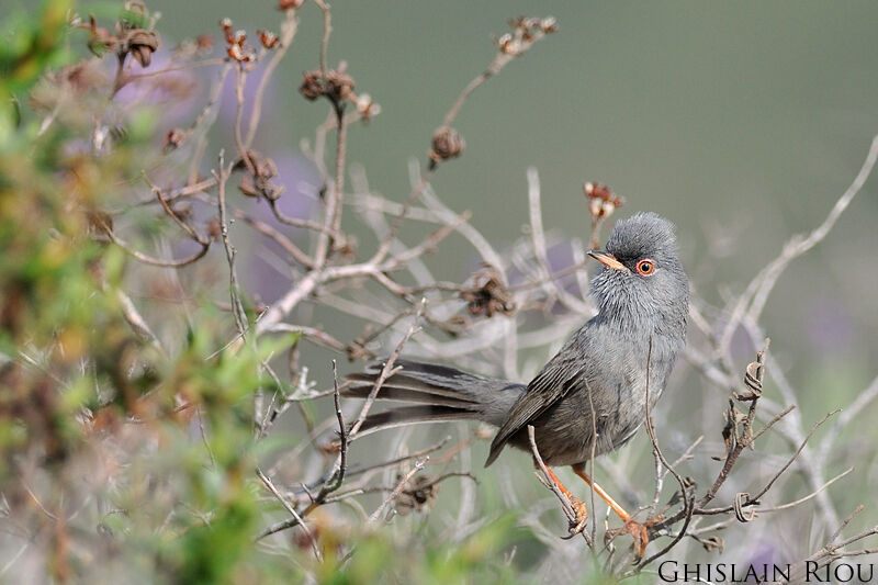 Marmora's Warbler male