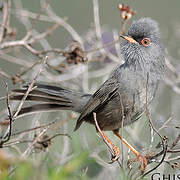 Marmora's Warbler