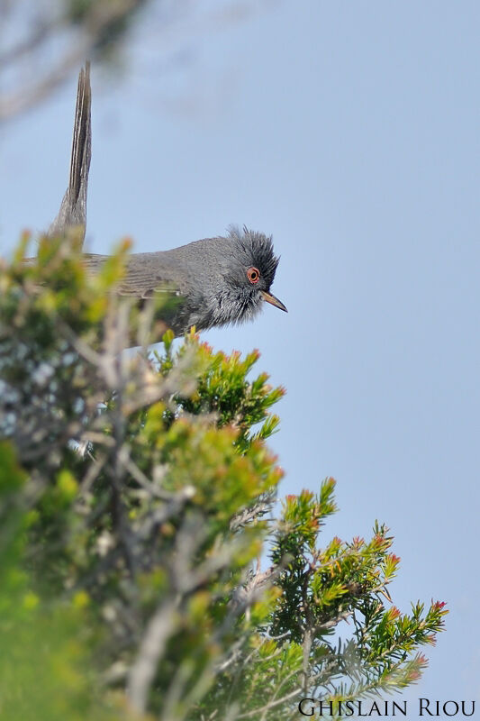 Marmora's Warbler male