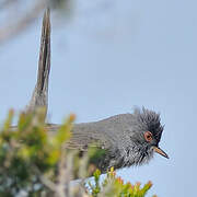 Marmora's Warbler