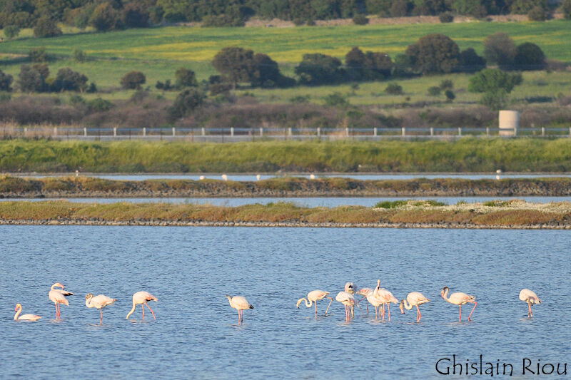 Flamant rose