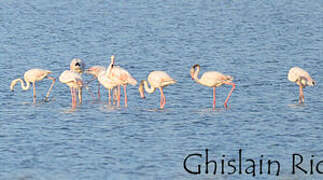 Flamant rose