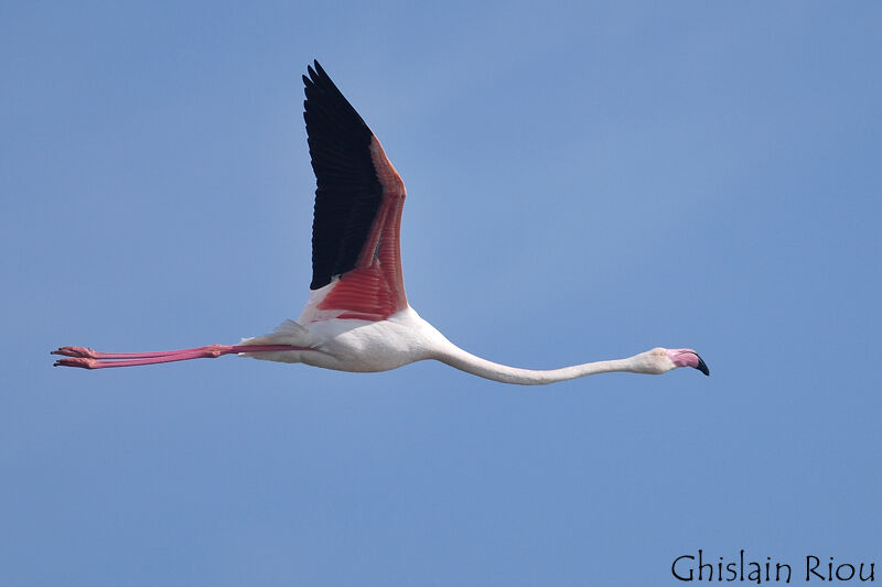 Flamant rose