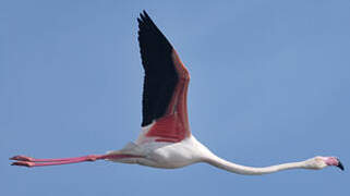 Flamant rose