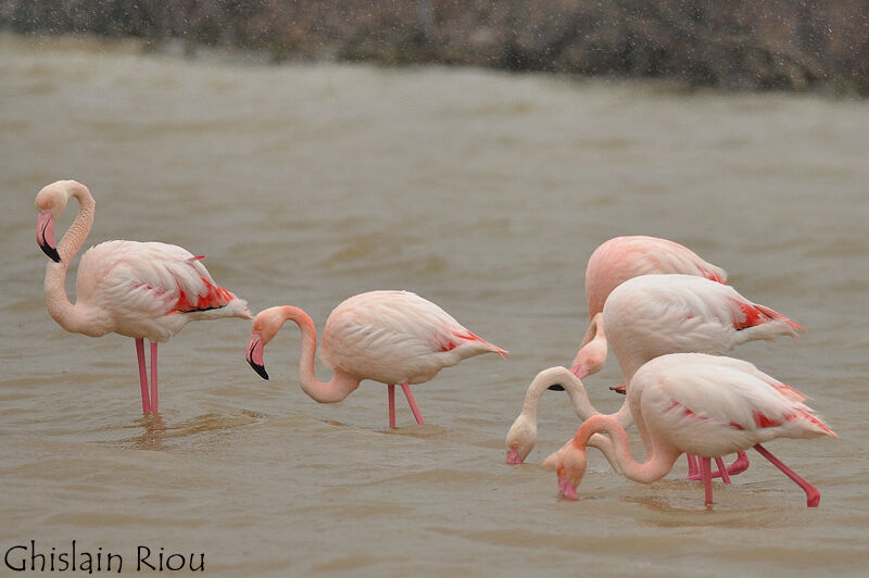 Flamant rose