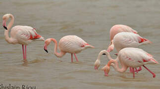 Greater Flamingo