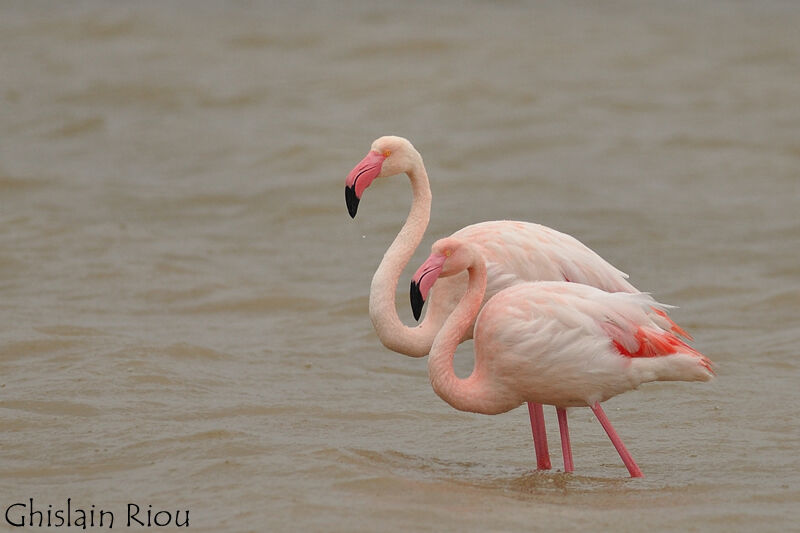 Greater Flamingo