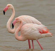 Flamant rose