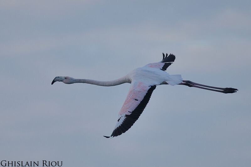 Flamant rose