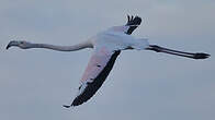 Flamant rose