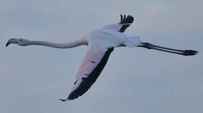 Flamant rose