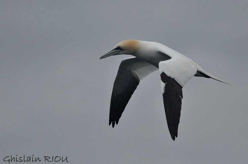 Northern Gannetadult