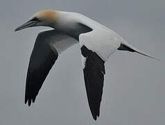 Northern Gannet