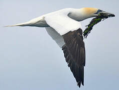 Northern Gannet