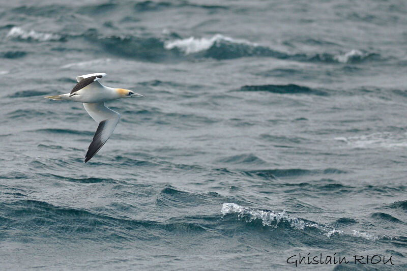 Northern Gannet