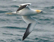 Northern Gannet