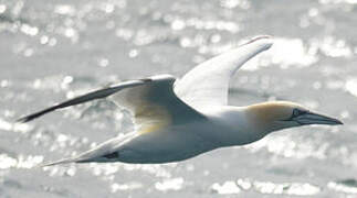 Northern Gannet