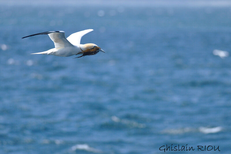 Northern Gannet