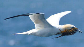 Northern Gannet