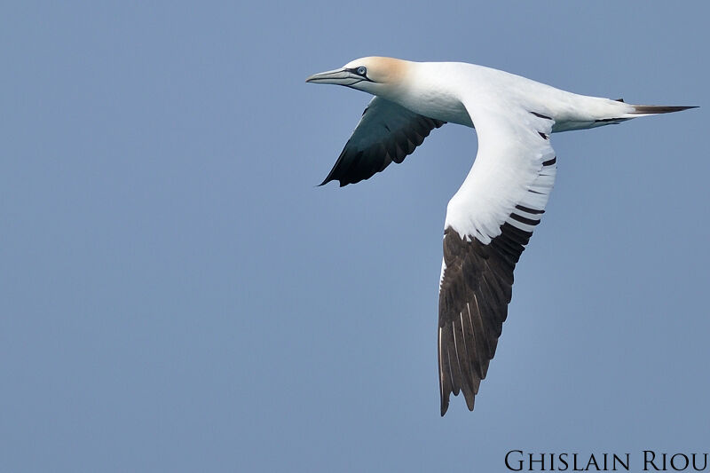 Northern Gannet