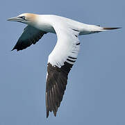 Northern Gannet