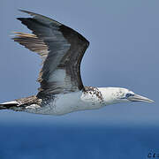 Northern Gannet