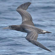 Northern Gannet