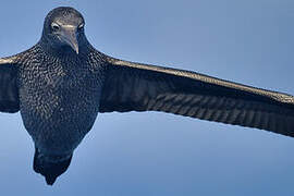 Northern Gannet